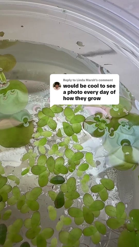 Post 10 by Rift 2 Reef Aquatics on TikTok (video)