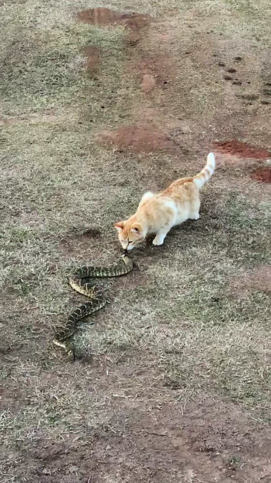 Post 8 by TheMuddyBloodyHunter - Insta on TikTok (video)