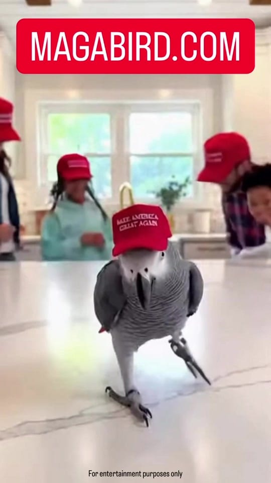 Post 6 by MAGA VIRAL REELS on TikTok (video)