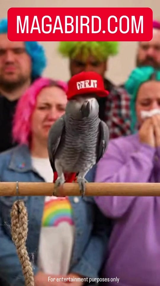 Post 10 by MAGA VIRAL REELS on TikTok (video)