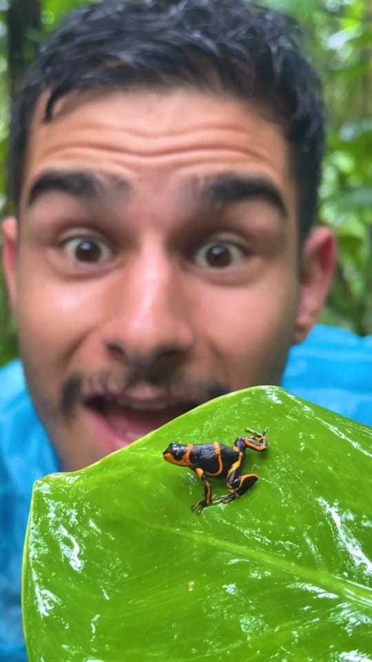 Post 4 by Nick Volpe on TikTok (video)