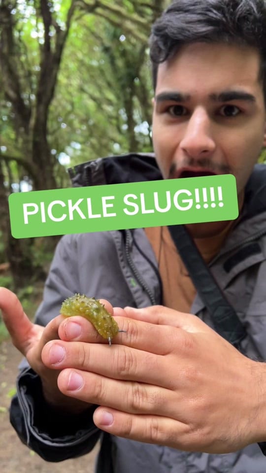 Post 10 by Nick Volpe on TikTok (video)