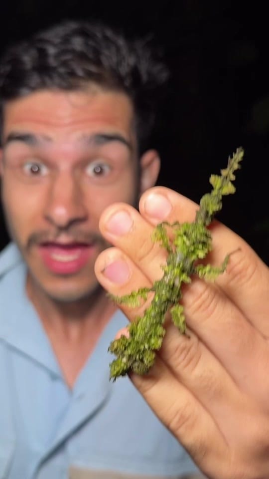 Post 2 by Nick Volpe on TikTok (video)