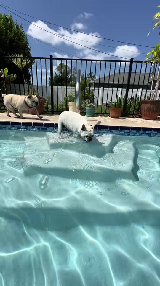 Post 6 by Ron Holwadel Jr. on TikTok (video)