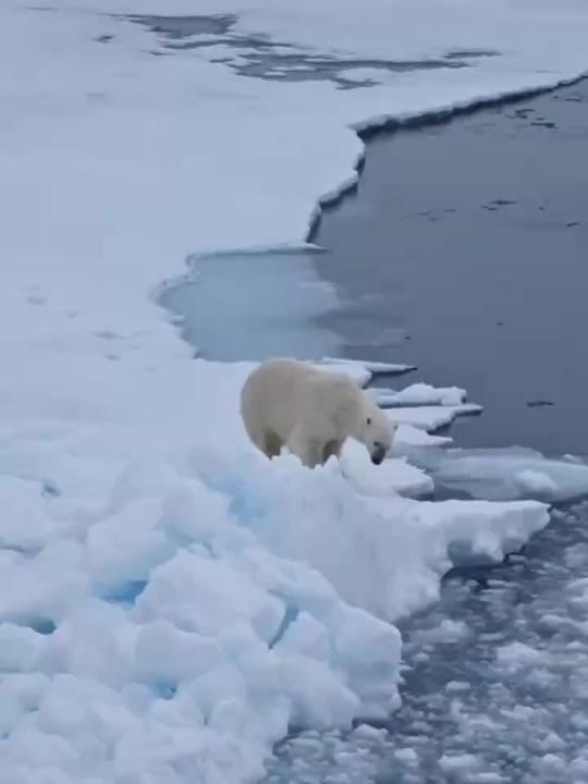 Post 4 by Bruce Deng on TikTok (video)