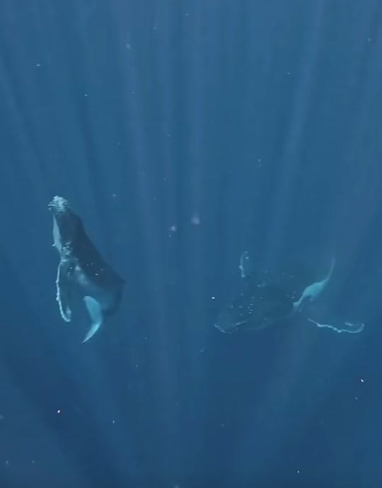 Post 1 by Bruce Deng on TikTok (video)
