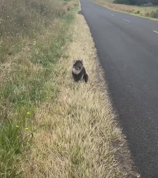 Post 10 by Bruce Deng on TikTok (video)