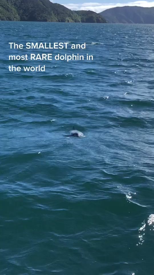 Post 9 by Chelsie | Adventure Travel on TikTok (video)