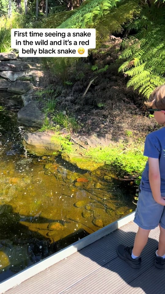 Post 3 by willisfamilydownunder on TikTok (video)