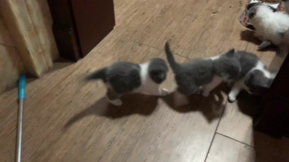 Post 1 by Mr. E on TikTok (video)