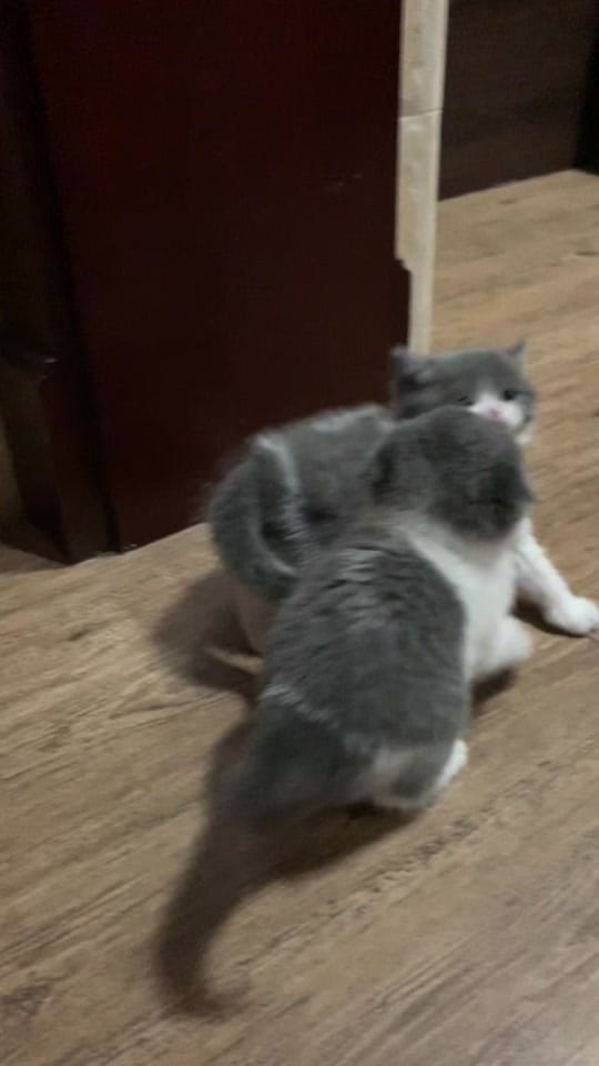 Post 2 by Mr. E on TikTok (video)