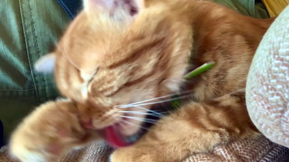 Post 4 by Mr. E on TikTok (video)