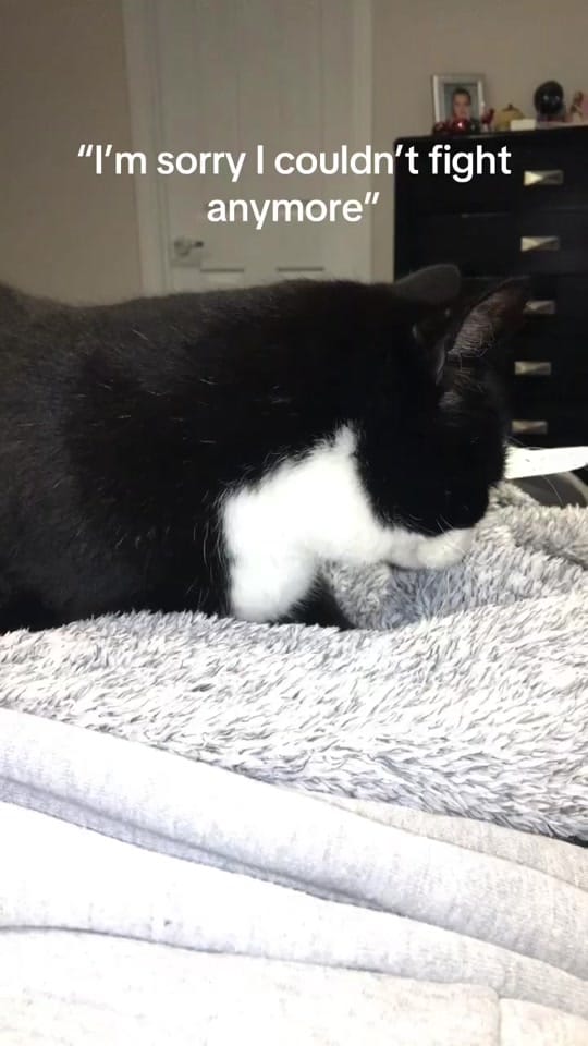 Post 6 by jordanlavis on TikTok (video)