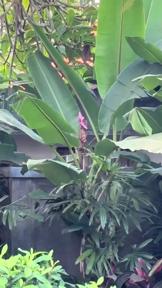 Post 2 by Chad & Mia Bali Family Travel on TikTok (video)