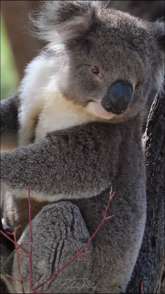 Post 6 by BlakeRiley_Photography on TikTok (video)