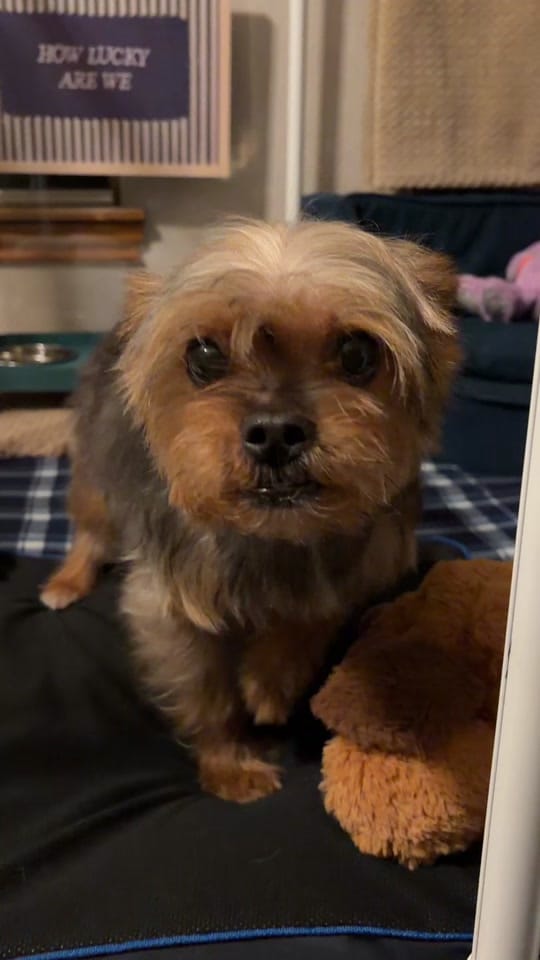 Post 1 by Flambo on TikTok (video)