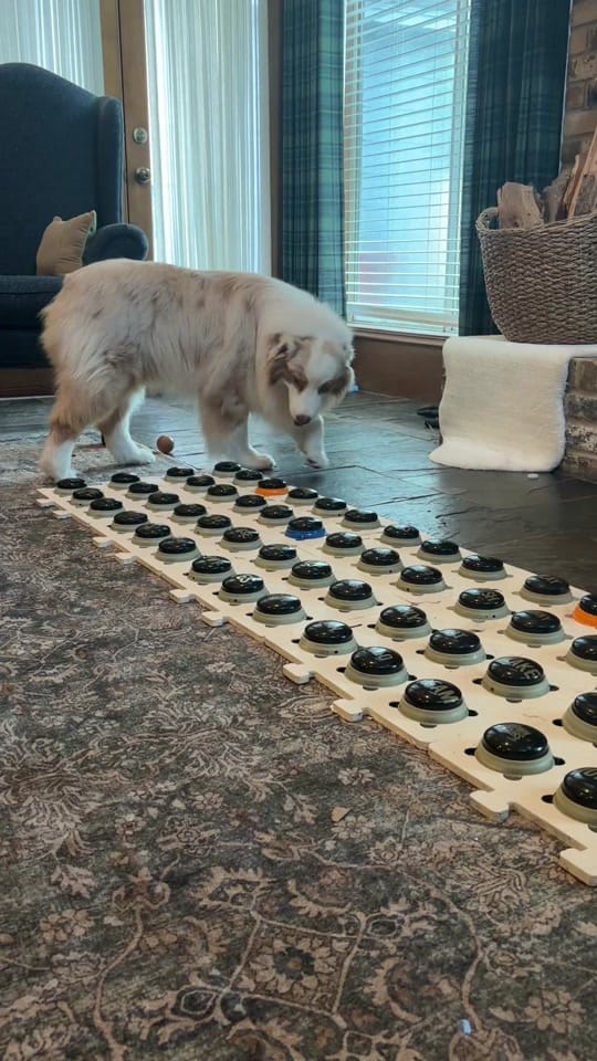 Post 4 by Flambo on TikTok (video)