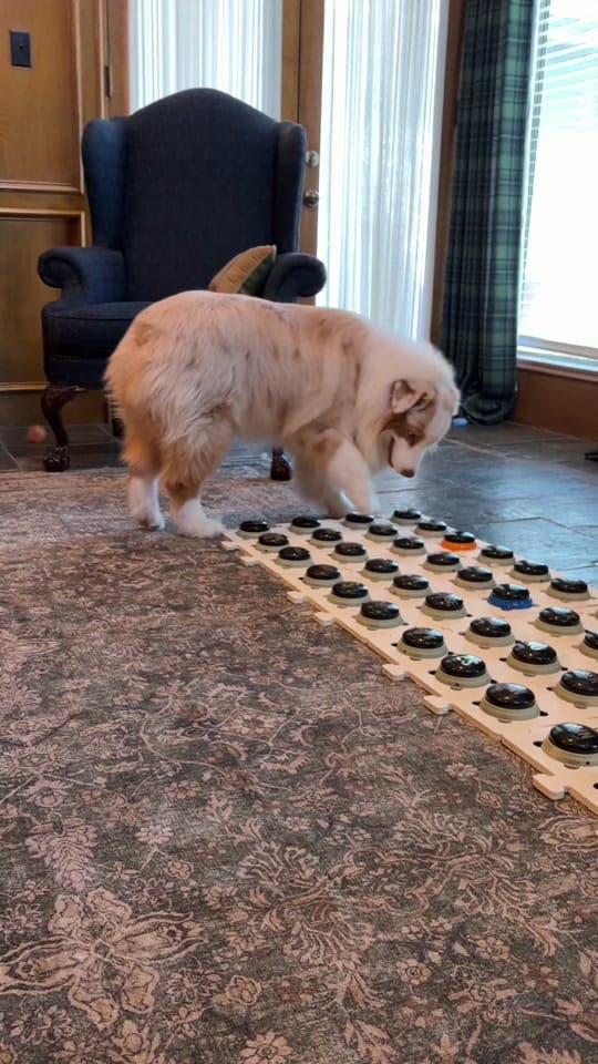 Post 6 by Flambo on TikTok (video)
