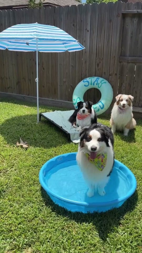 Post 3 by Flambo on TikTok (video)