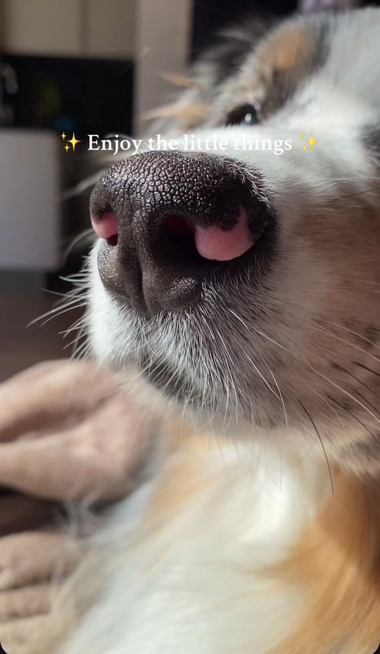 Post 1 by Pawsome.nala on TikTok (video)