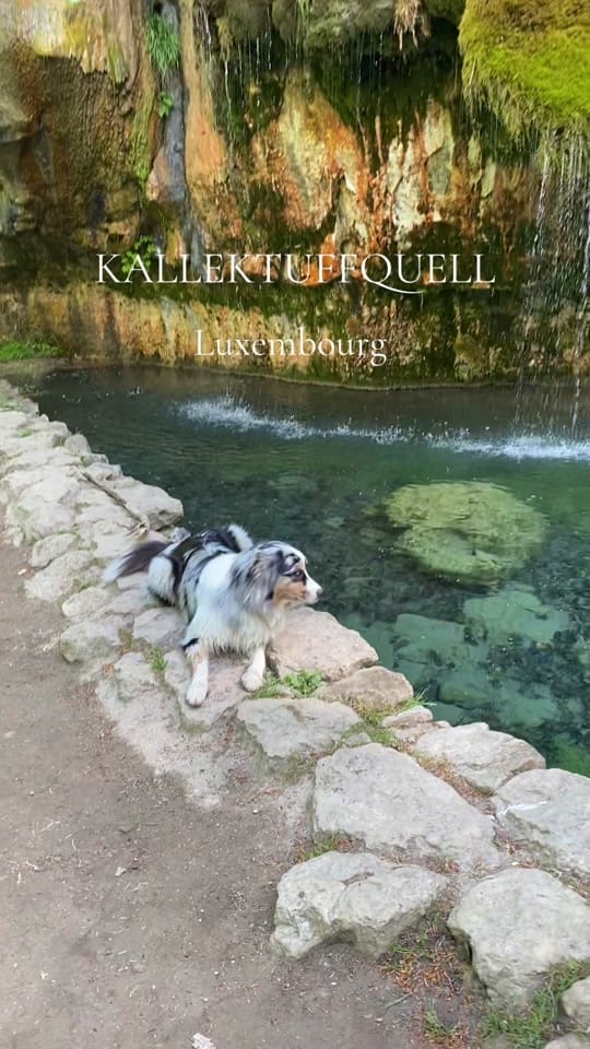 Post 6 by Pawsome.nala on TikTok (video)