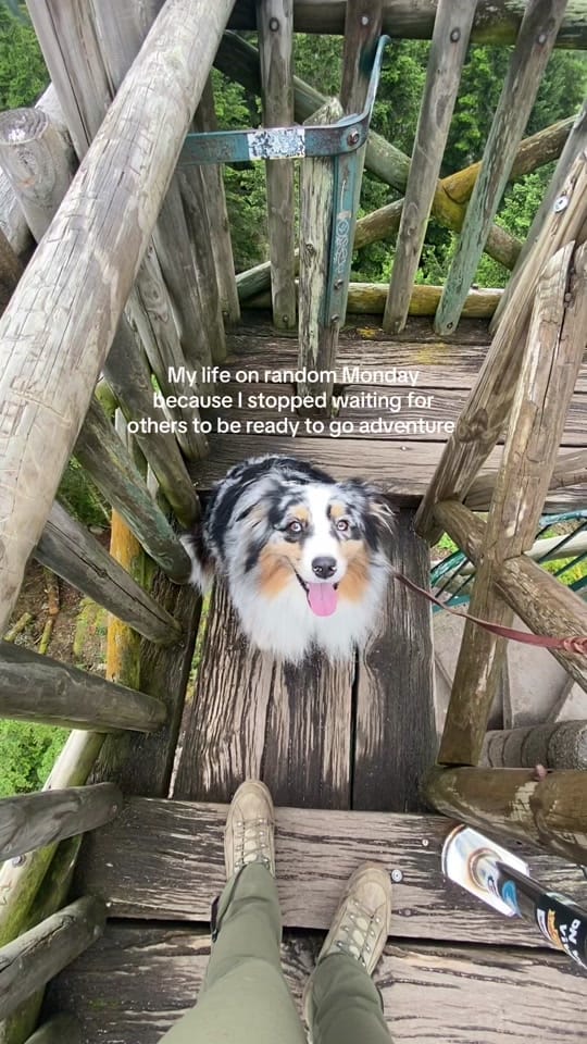 Post 4 by Pawsome.nala on TikTok (video)
