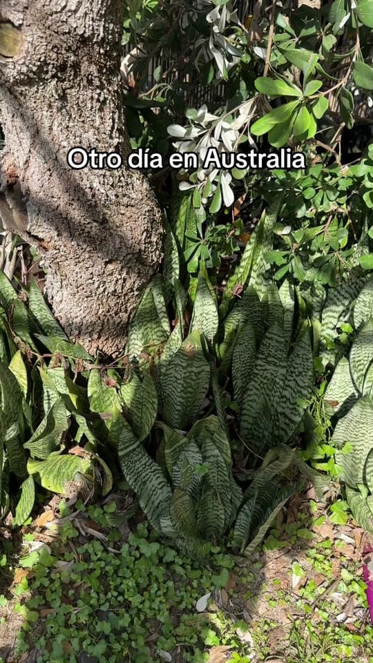 Post 3 by labyronvan on TikTok (video)