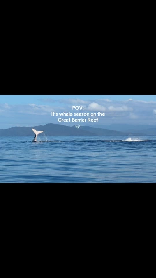 Post 1 by Renee Mackenzie on TikTok (video)