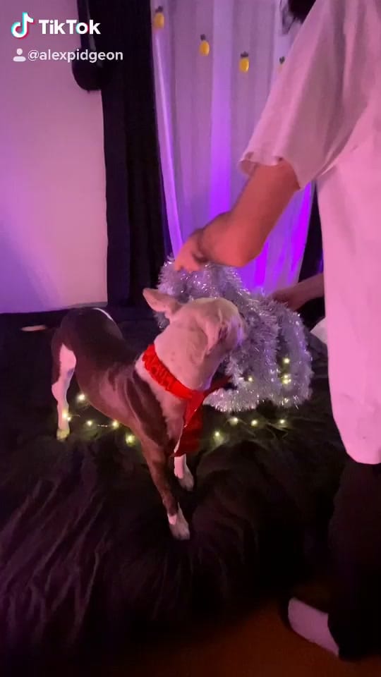 Post 3 by Alexpidgeon on TikTok (video)
