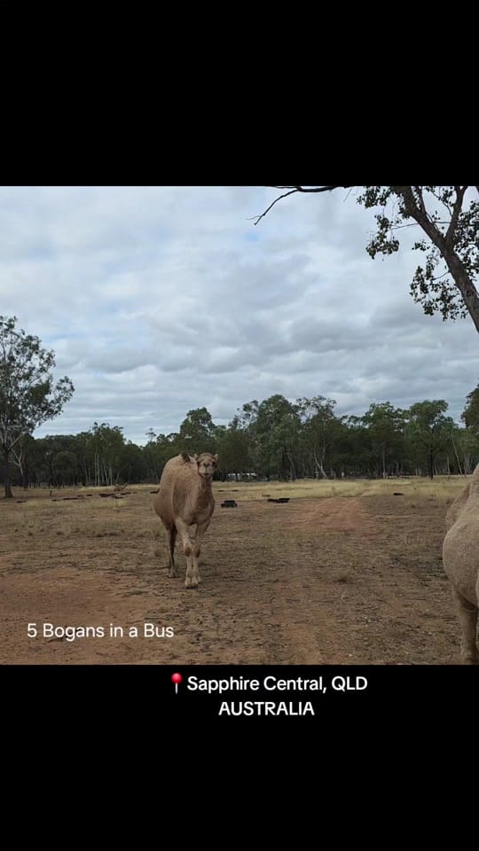 Post 1 by 5bogansinabus on TikTok (video)