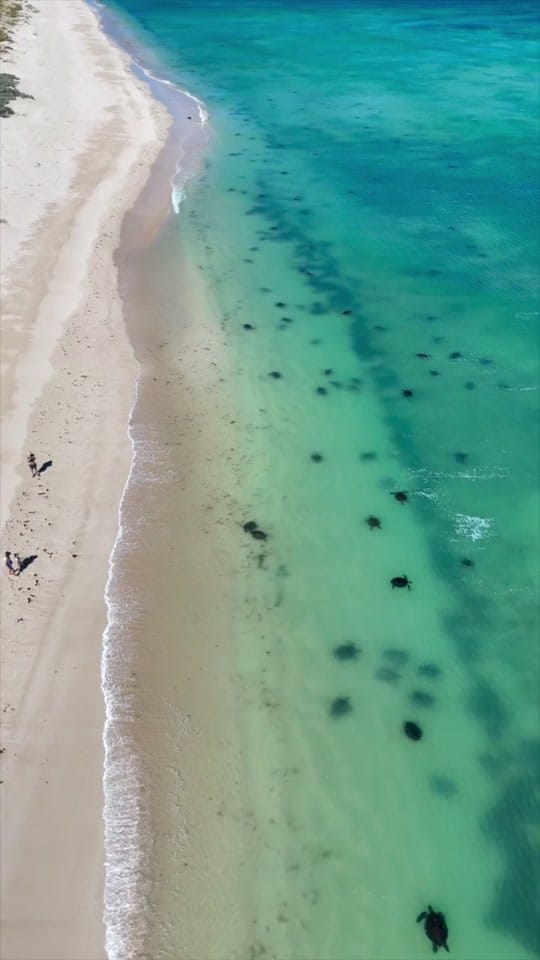 Post 1 by reelsaltyaus on TikTok (video)