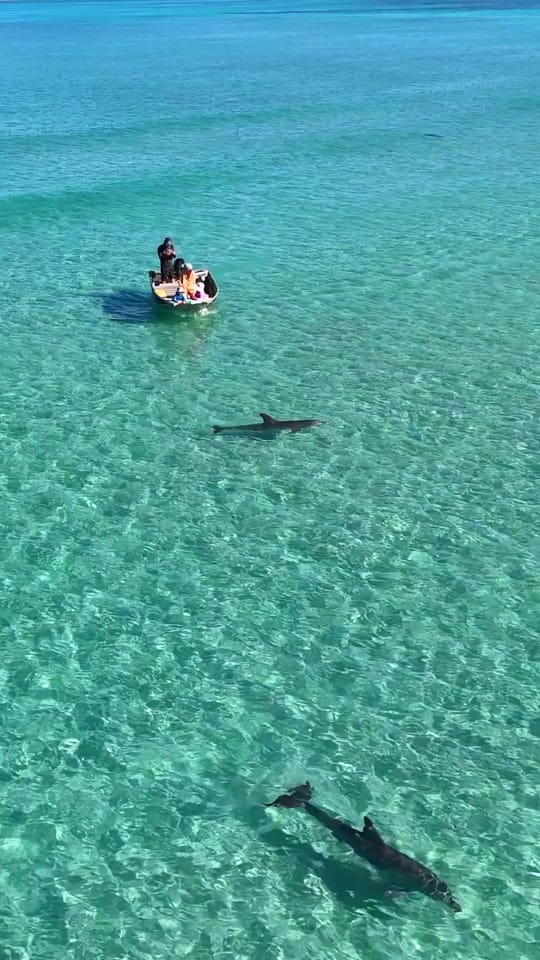 Post 5 by reelsaltyaus on TikTok (video)