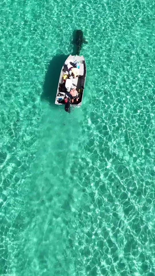 Post 6 by reelsaltyaus on TikTok (video)