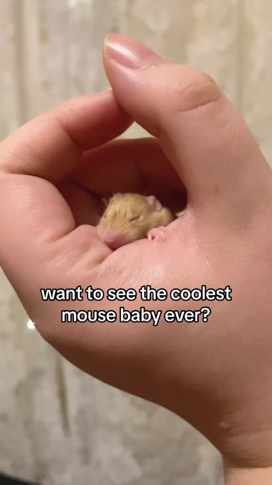 Post 4 by ThatMouseGirl♡ on TikTok (video)