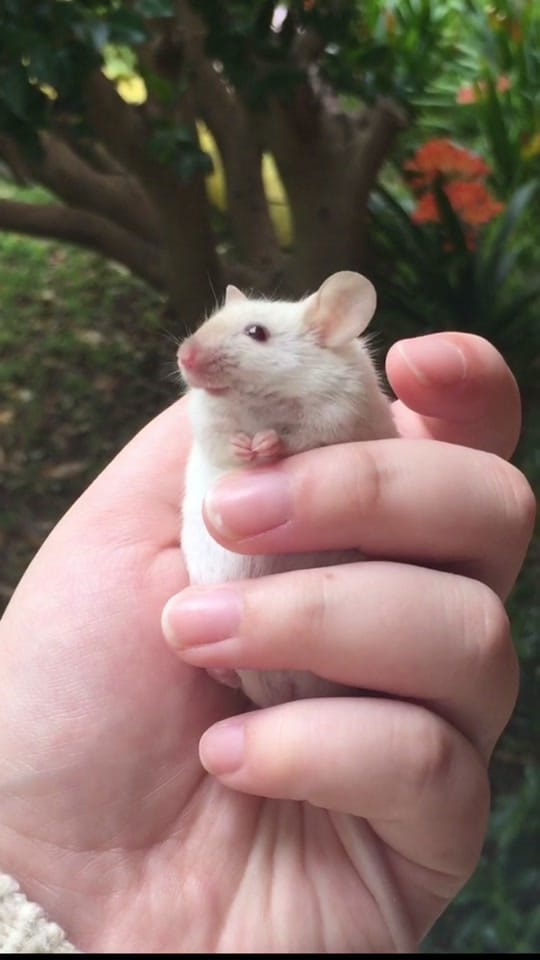 Post 7 by ThatMouseGirl♡ on TikTok (video)
