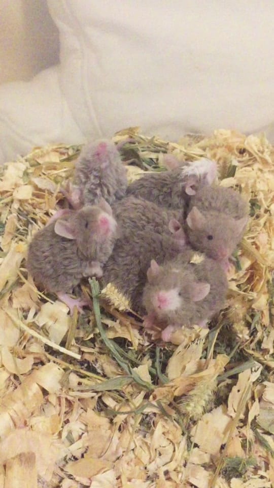 Post 9 by ThatMouseGirl♡ on TikTok (video)