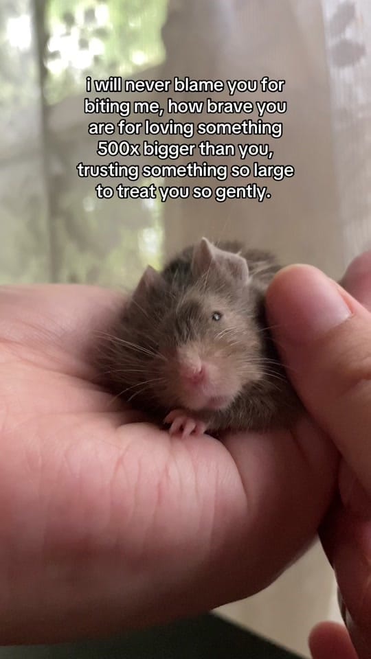 Post 2 by ThatMouseGirl♡ on TikTok (video)