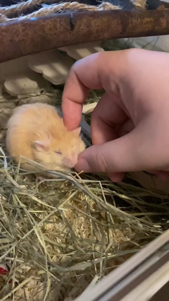 Post 5 by ThatMouseGirl♡ on TikTok (video)