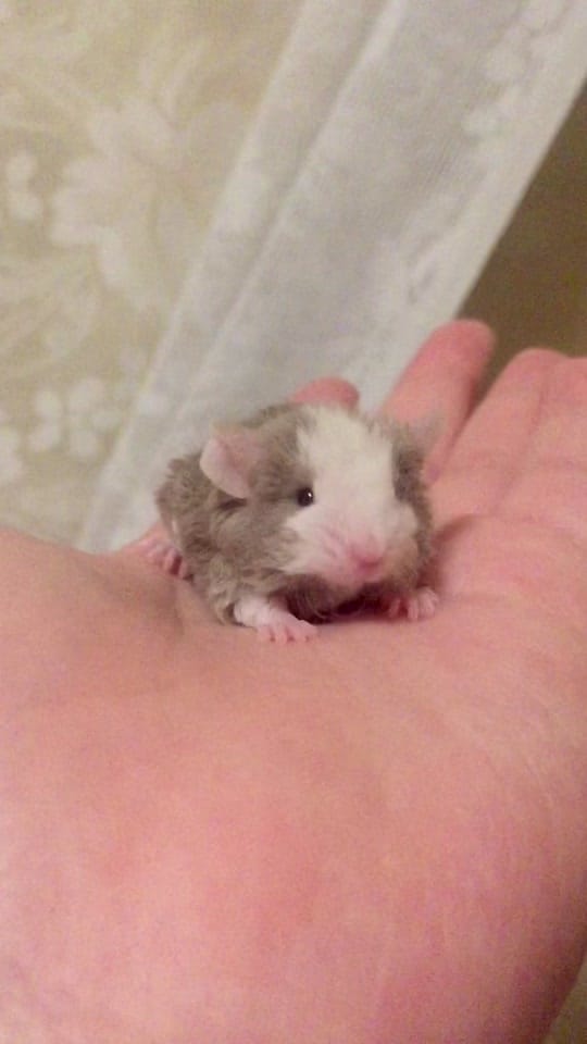 Post 6 by ThatMouseGirl♡ on TikTok (video)