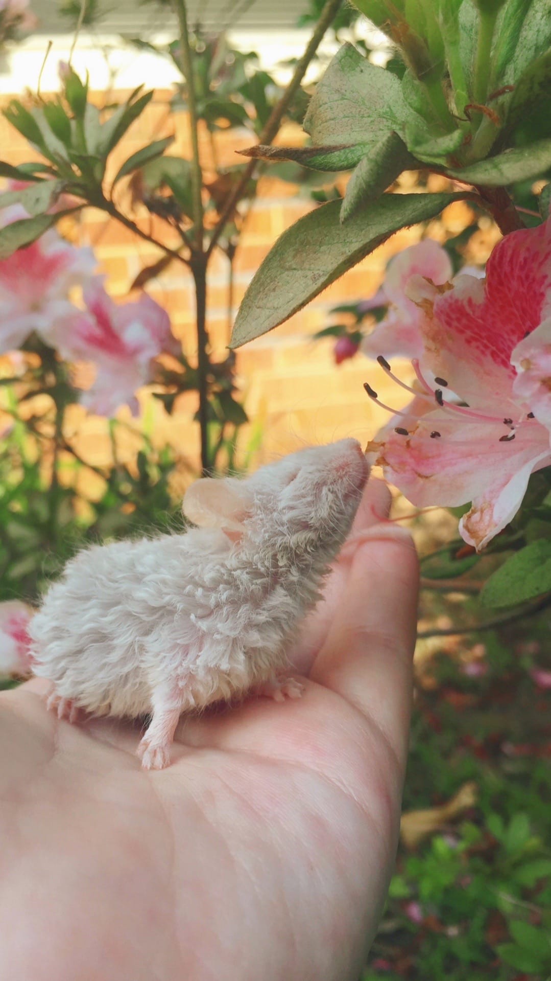 Post 10 by ThatMouseGirl♡ on TikTok (video)