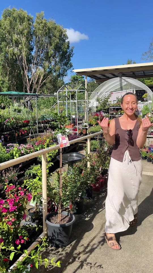 Post 7 by Searles Garden Products on TikTok (video)