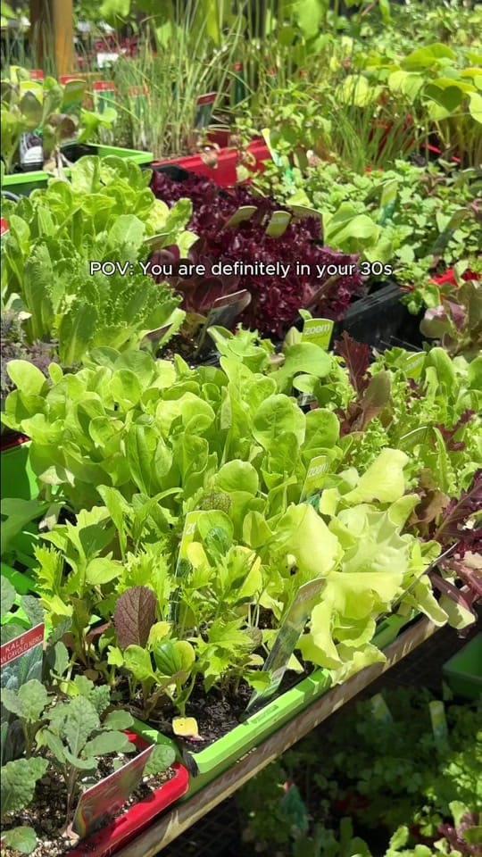 Post 5 by Searles Garden Products on TikTok (video)