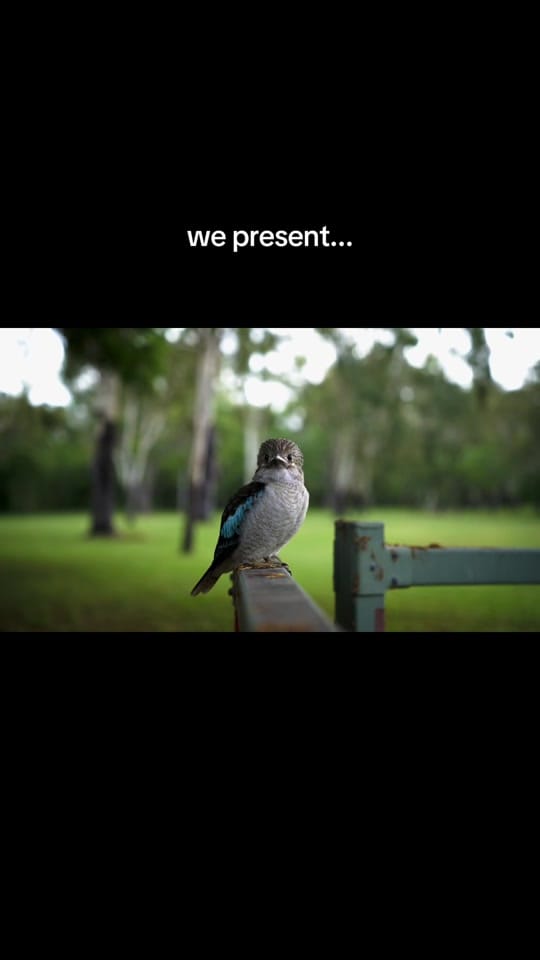 Post 5 by Australian Conservation Fndn. on TikTok (video)
