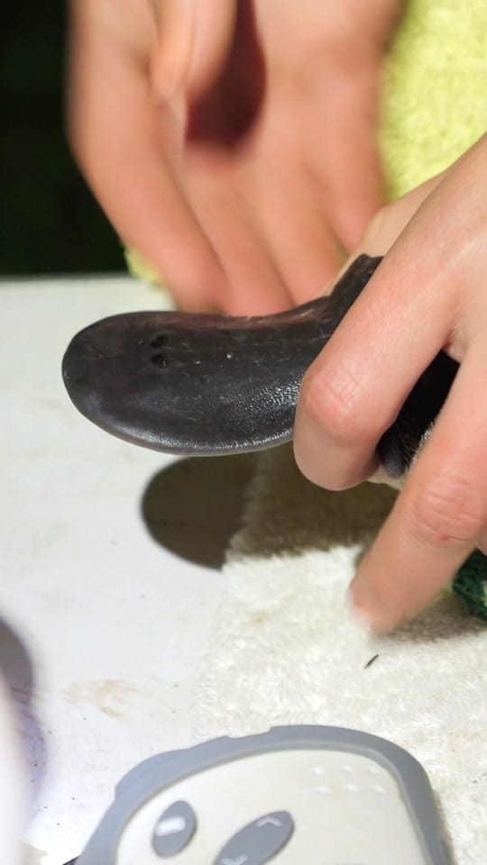 Post 8 by Australian Conservation Fndn. on TikTok (video)