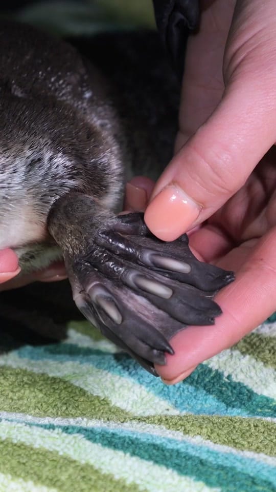 Post 9 by Australian Conservation Fndn. on TikTok (video)