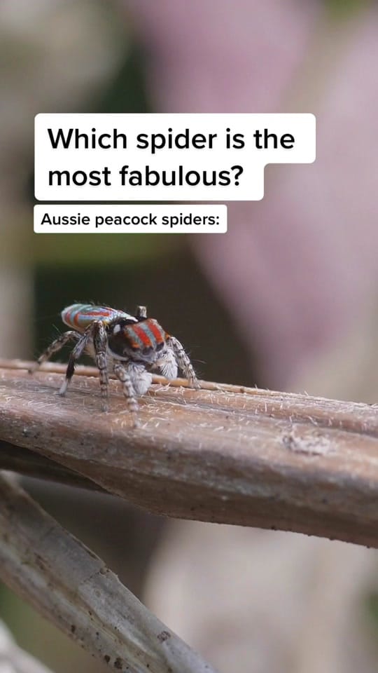Post 10 by Australian Conservation Fndn. on TikTok (video)