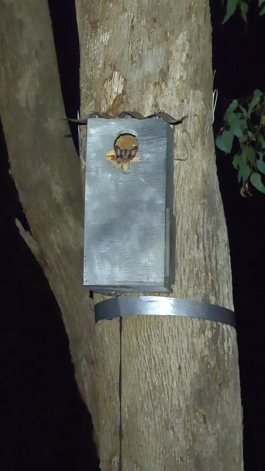 Post 1 by Australian Conservation Fndn. on TikTok (video)