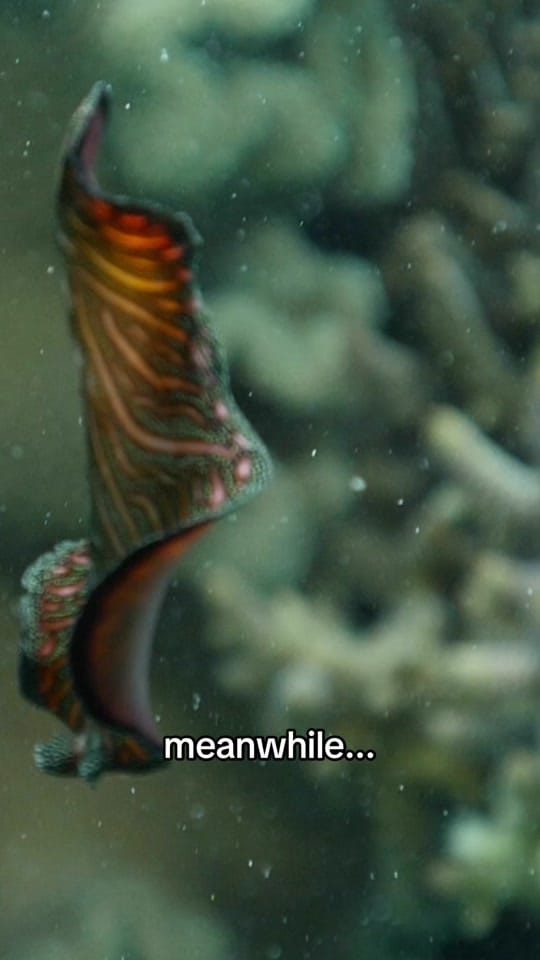 Post 4 by Australian Conservation Fndn. on TikTok (video)
