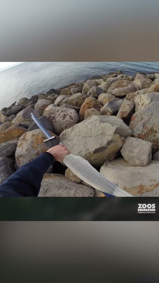 Post 1 by Zoos Victoria on TikTok (video)