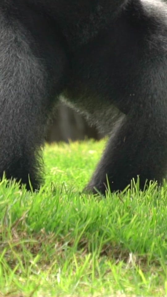 Post 4 by Zoos Victoria on TikTok (video)